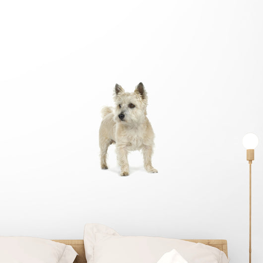 Cairn Terrier (11 years) Wall Decal
