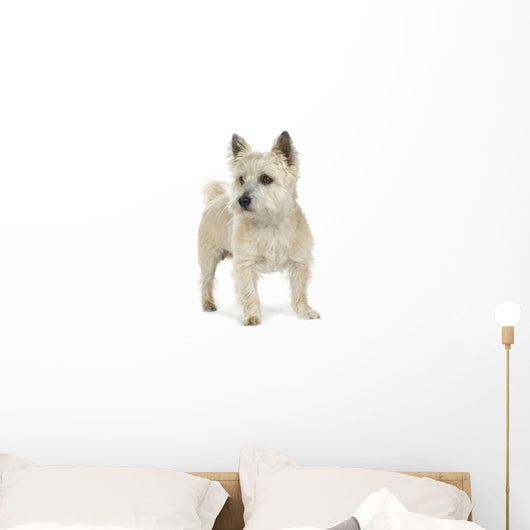Cairn Terrier (11 years) Wall Decal