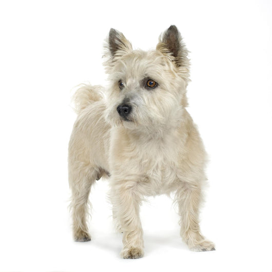 Cairn Terrier (11 years) Wall Decal