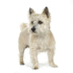 Cairn Terrier (11 years) Wall Decal