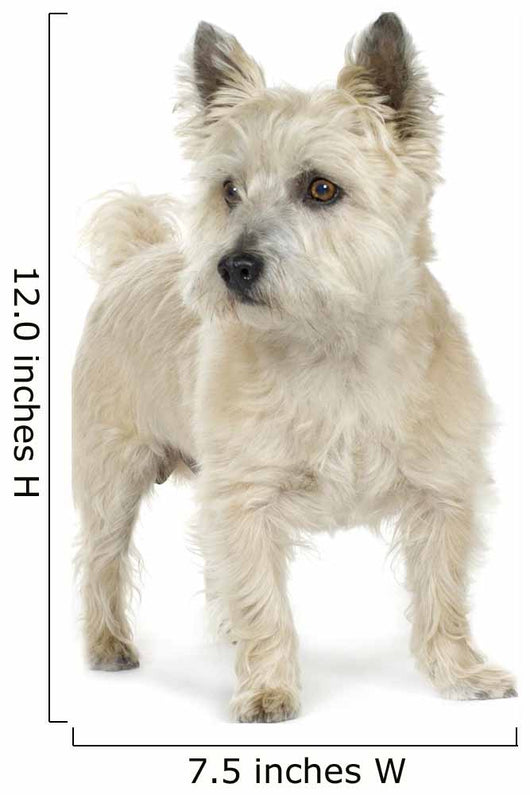 Cairn Terrier (11 years) Wall Decal