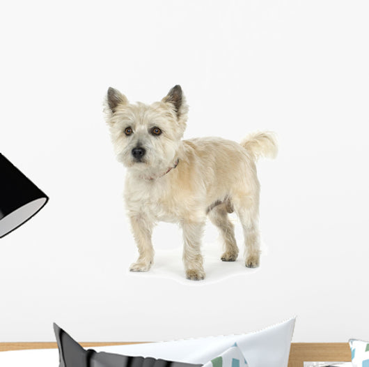 Cairn Terrier (11 years) Wall Decal