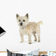 Cairn Terrier (11 years) Wall Decal