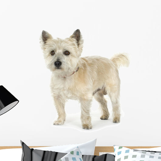 Cairn Terrier (11 years) Wall Decal