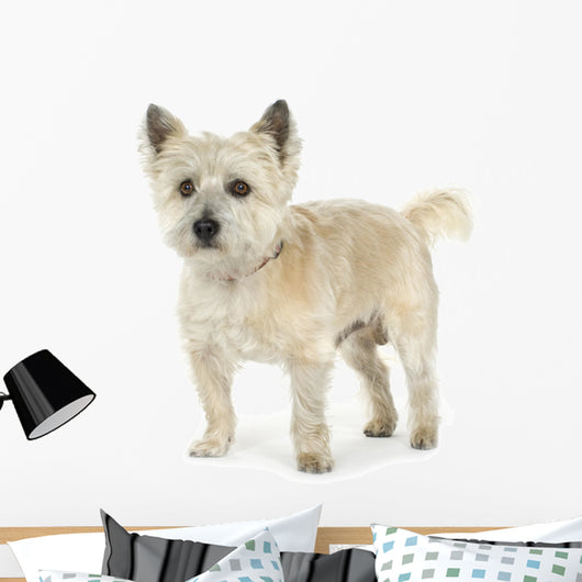 Cairn Terrier (11 years) Wall Decal