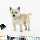 Cairn Terrier (11 years) Wall Decal