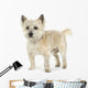 Cairn Terrier (11 years) Wall Decal