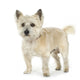 Cairn Terrier (11 years) Wall Decal