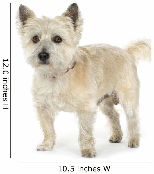 Cairn Terrier (11 years) Wall Decal