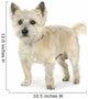 Cairn Terrier (11 years) Wall Decal
