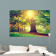 Beautiful Park Tree