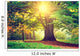 Beautiful Park Tree