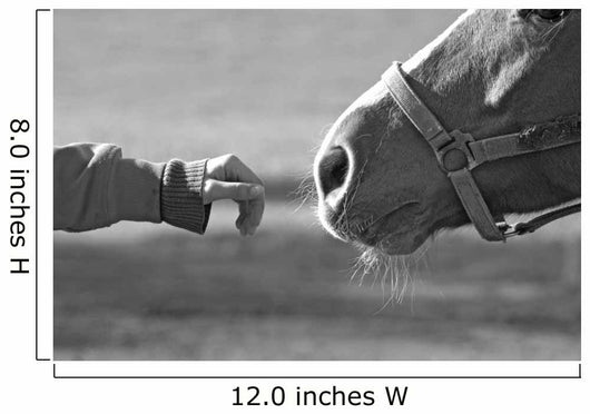 Horse Wall Mural