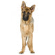 German Shepherd Wall Decal