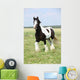 Gorgeous Irish Cob Stallion