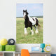 Gorgeous Irish Cob Stallion