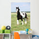 Gorgeous Irish Cob Stallion