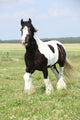 Gorgeous Irish Cob Stallion