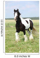 Gorgeous Irish Cob Stallion