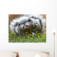 Gros Chat Wall Mural