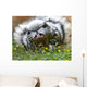 Gros Chat Wall Mural