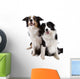 Two Dogs