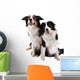 Two Dogs