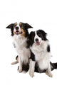 Two Dogs