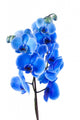 Orchid Wall Decal