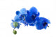 Blue Orchid Cut and Isolated Wall Decal
