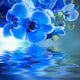 Orchid Bouquet and Reflection