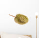 Durian Fruit