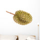 Durian Fruit