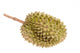 Durian Fruit