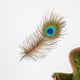 Peacock feather Wall Decal