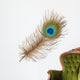 Peacock feather Wall Decal