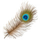 Peacock feather Wall Decal