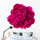 red peony isolated Wall Decal