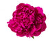 red peony isolated Wall Decal
