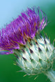 Milk Thistle Wall Mural