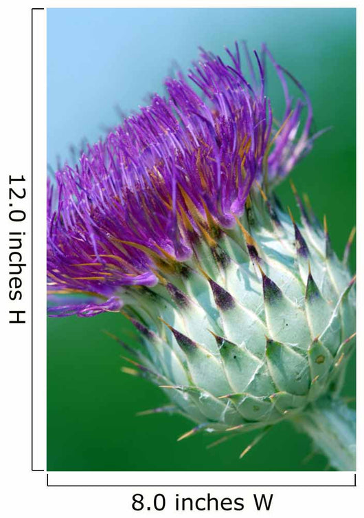 Milk Thistle Wall Mural
