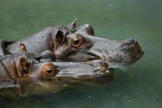 Hippos Wall Mural