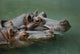 Hippos Wall Mural