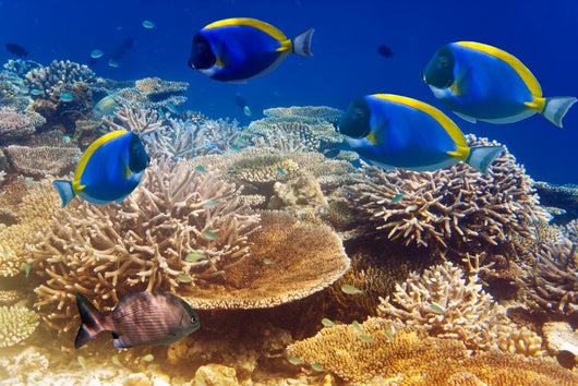 Powder Blue Tang Coral Wall Mural
