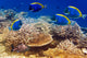 Powder Blue Tang Coral Wall Mural