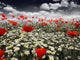 Poppies in a Field Wall Mural