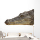 Photograph of the Head of a Nile Crocodile Wall Decal