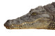 Photograph of the Head of a Nile Crocodile Wall Decal