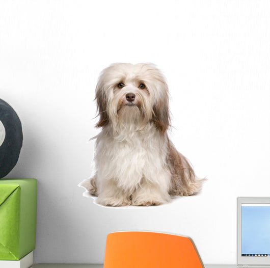 Beautiful Chocolate Havanese Dog Wall Decal