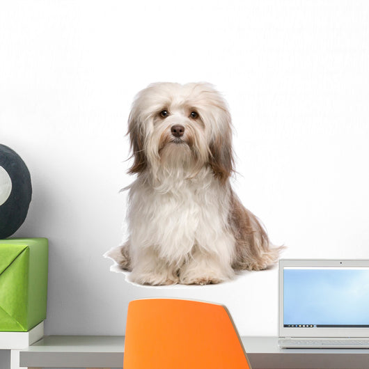 Beautiful Chocolate Havanese Dog Wall Decal